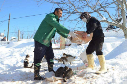 MERSİN BÜYÜKŞEHİR, DONDURUCU SOĞUKTA DA CAN DOSTLARI UNUTMUYOR