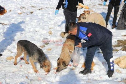 TOROSLAR BELEDİYESİ KARLI BÖLGELERDEKİ SOKAK HAYVANLARINI UNUTMADI