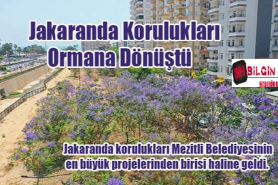 Mezitlide Jakaranda Korulukları Ormana Dönüştü