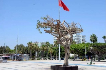 Özgecan Aslan Barış Meydanı'ndaki Yarım Asırlık Ağacı Asit Enjekte Edip Kuruttular