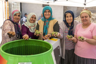 Cevizleri Makine Soyuyor, Üretici Rahatına Bakıyor